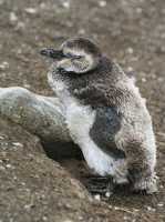 84 Poussin de pingouin