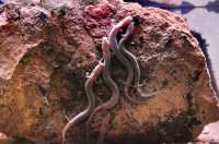 041 Grotte de Choranche - Le Protée amphibien de 30 cm. sans yeux et dépigmenté vivant 80 ans