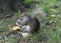 10 Ecureuil à Central Park