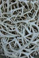 43 Jackson Hole (Arche à la gloire des Wapitis)