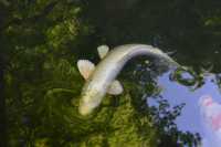 51 Temple Nanzen-ji (Carpes)