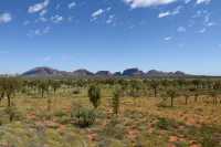 06 Le jeune Kurkara est étroit et guide l'eau vers ses racines