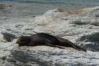 045 Otarie (lion de mer) - Kaikura