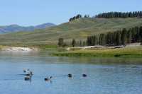 053 Yellowstone River (Bernaches)