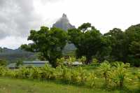 14 Vallée d'Opunohu