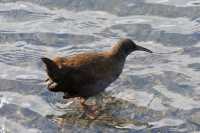 024 Ibis sur le lac Pehoe