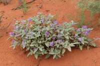 11 Fleurs - Mereenie Loop Road