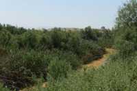 4 Le Jourdain à Qars el Yahoud - Lieu dit du baptême du Christ