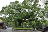 04 Arbre millénaire