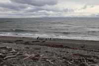 074 Seno Otway & pingouins