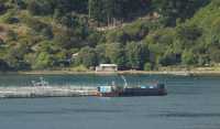 18 Elevage de saumons - Marlbourough Sounds