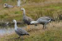 084 Ouettes de Magellan