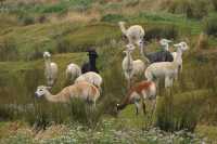 006 Vigognes tondues