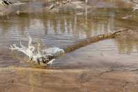 25 Lower Geyser Basin