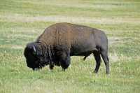 072 Bison (Nord de Lake Village)