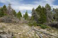 45 Lower Geyser Basin B