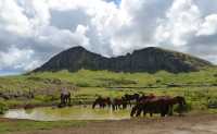 32 Chevaux à Tongariki et volcan Rano Raraku
