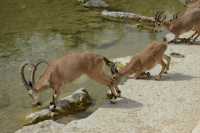 19 Troupeau d'ibex