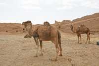 10 Enclos des dromadaires