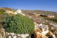 364 Temple de Mnajdra près de  Hagar-Quim)