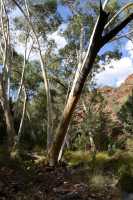 55 Standley Chasm (au pied de Larapinta Hill)