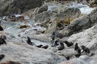 027 Otaries - Ohau Point Seal Colony