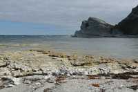 125 Mouettes (scopuline) - Péninsule de Kaikura