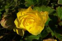 83 Jardin des plantes