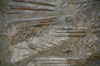 43 - Transport des cèdres du Liban