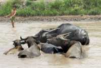 61-L'enfant & les buffles