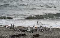 046 Pingouins - Seno Otway