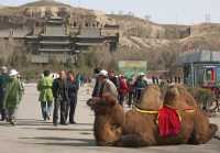 001 Chameau de Mongolie
