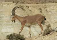 04 Ibex mâle