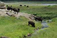 54 Bisons & ruisseau