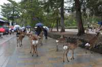 034 Parc de Nara - Cerfs sika