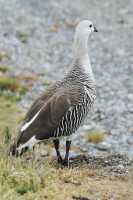 060 Ouette de Magellan