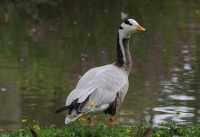 090 Oie à tête barrée