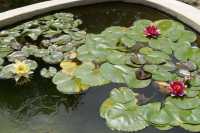 44 Nénuphars - Jardin Aaron Jean Marie Lustiger - Abu Gosh - Emmaüs - Abbaye bénédictine Sainte Marie de la Résurrection