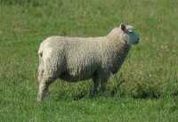 24 Mouton à l'est de Te Anau