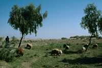 073 (Nippur moutons)