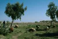 073 (Nippur moutons)