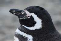 56 Pingouin de Magellan