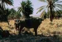 330 Buffles au Nord de l'E-Sagil