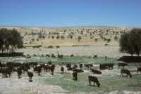 089 Entre Konya & Antioche de Pisidie