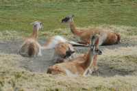 73 Guanacos dans la poussière