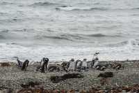 055 Pingouins - Seno Otway