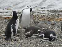 054 Pingouins - Seno Otway