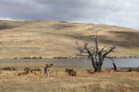 55 Lago azul & guanacos