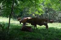 072 Vaches sur le plateau de Taravao (Presqu'île de Tahiti Iti)
