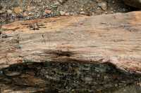 22 Bois fossile